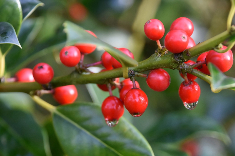 Hulst na de regen - Planten - 