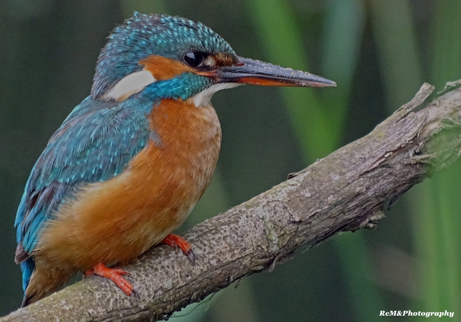 IJsvogel. - Vogels - IJsvogel.