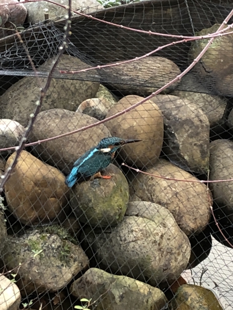 ijsvogeltje