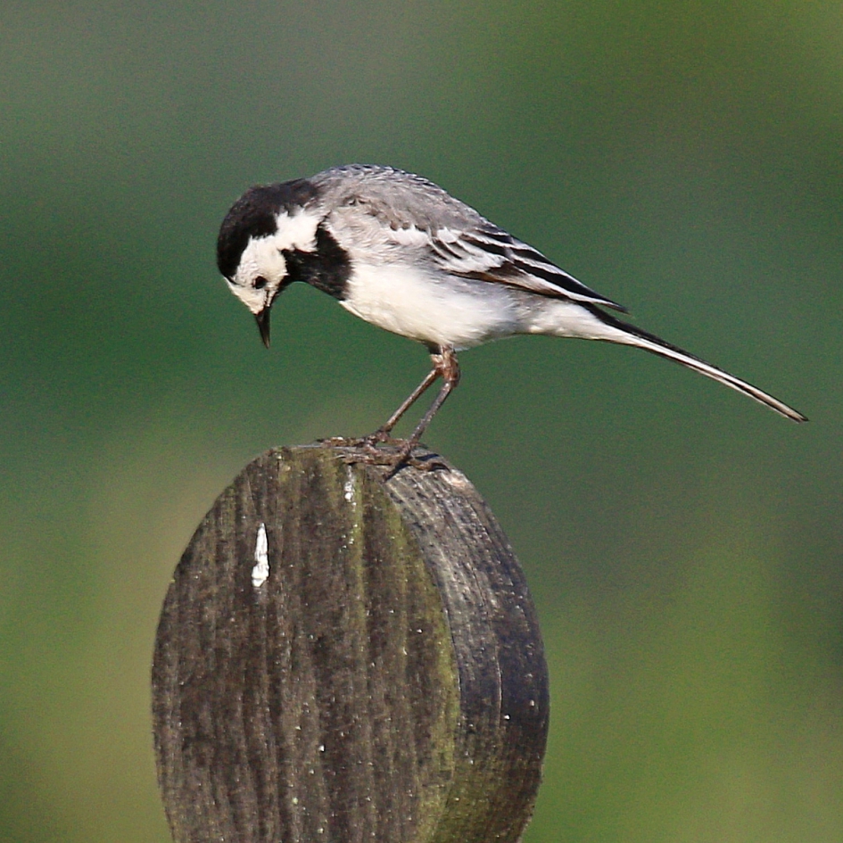 "Ik was het echt niet" - Vogels - Witte kwikstaart