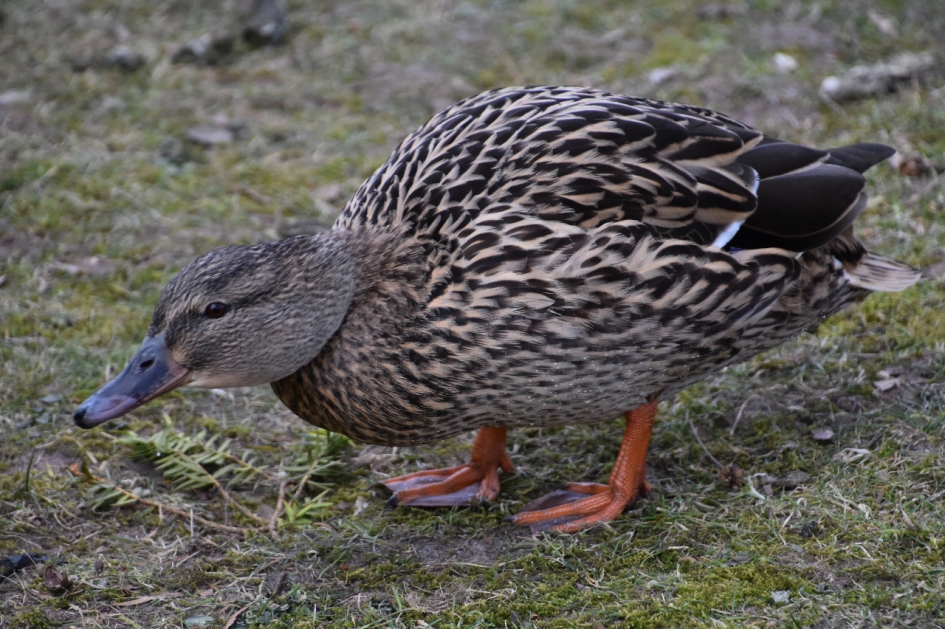 Ik wil ook mee doen... - Vogels - 