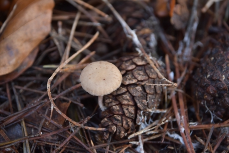 Ik zag hem bijna over het hoofd...