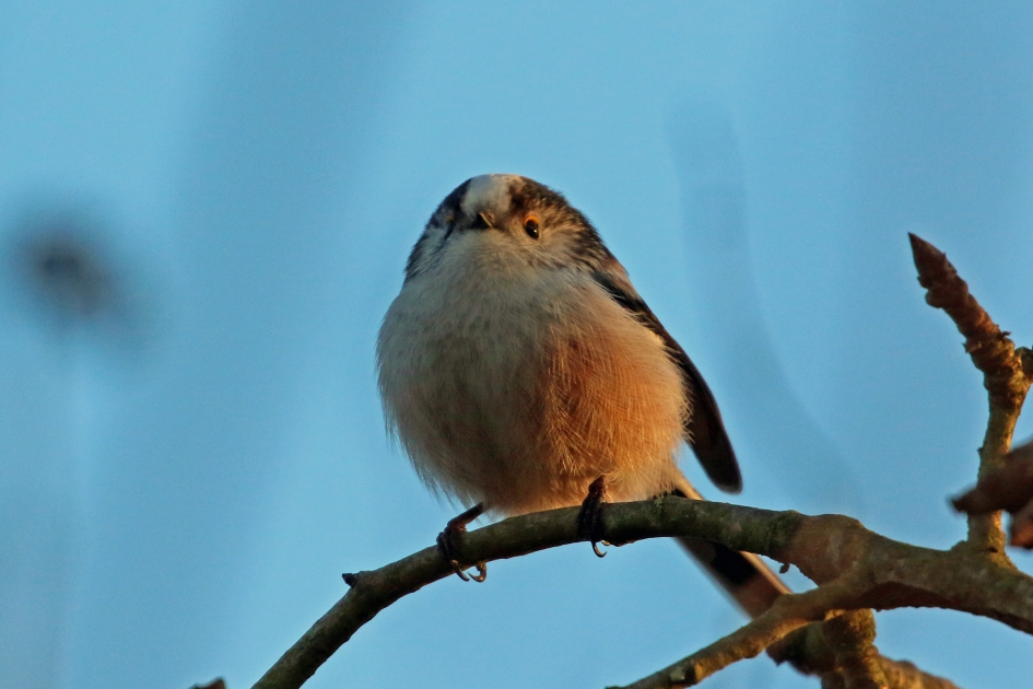 In het laatste straaltje zon van 24 december - Vogels - Staartmees