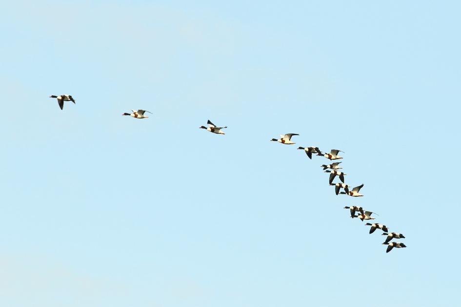in stijgende lijn - Vogels - bergeend