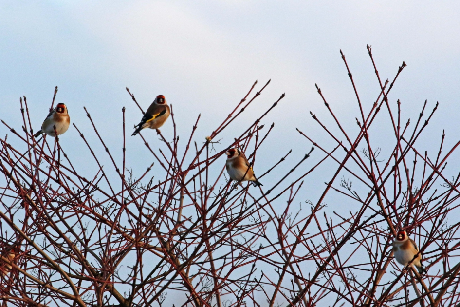 It's Putter time - Vogels - Putters