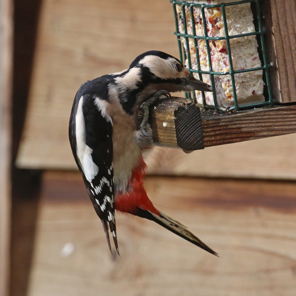Jammie, jammie.. - Vogels - Grote bonte specht