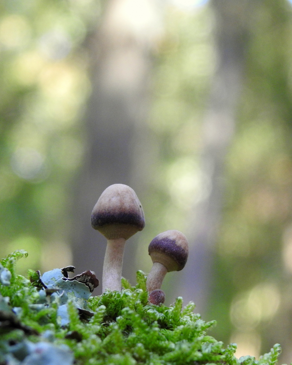 Jong volk - Schimmels - 