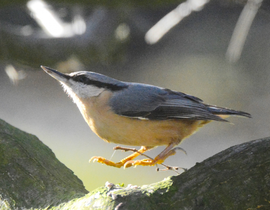 Jumping   Boomklever - Vogels - Boomklever