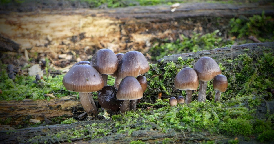 Kabouterdorpje. - Schimmels - Paddenstoel
