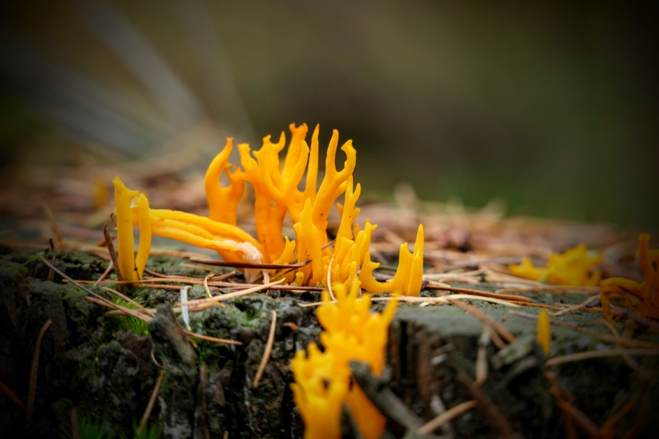 Kaboutervuur - Schimmels - Kleverig koraalzwammetje