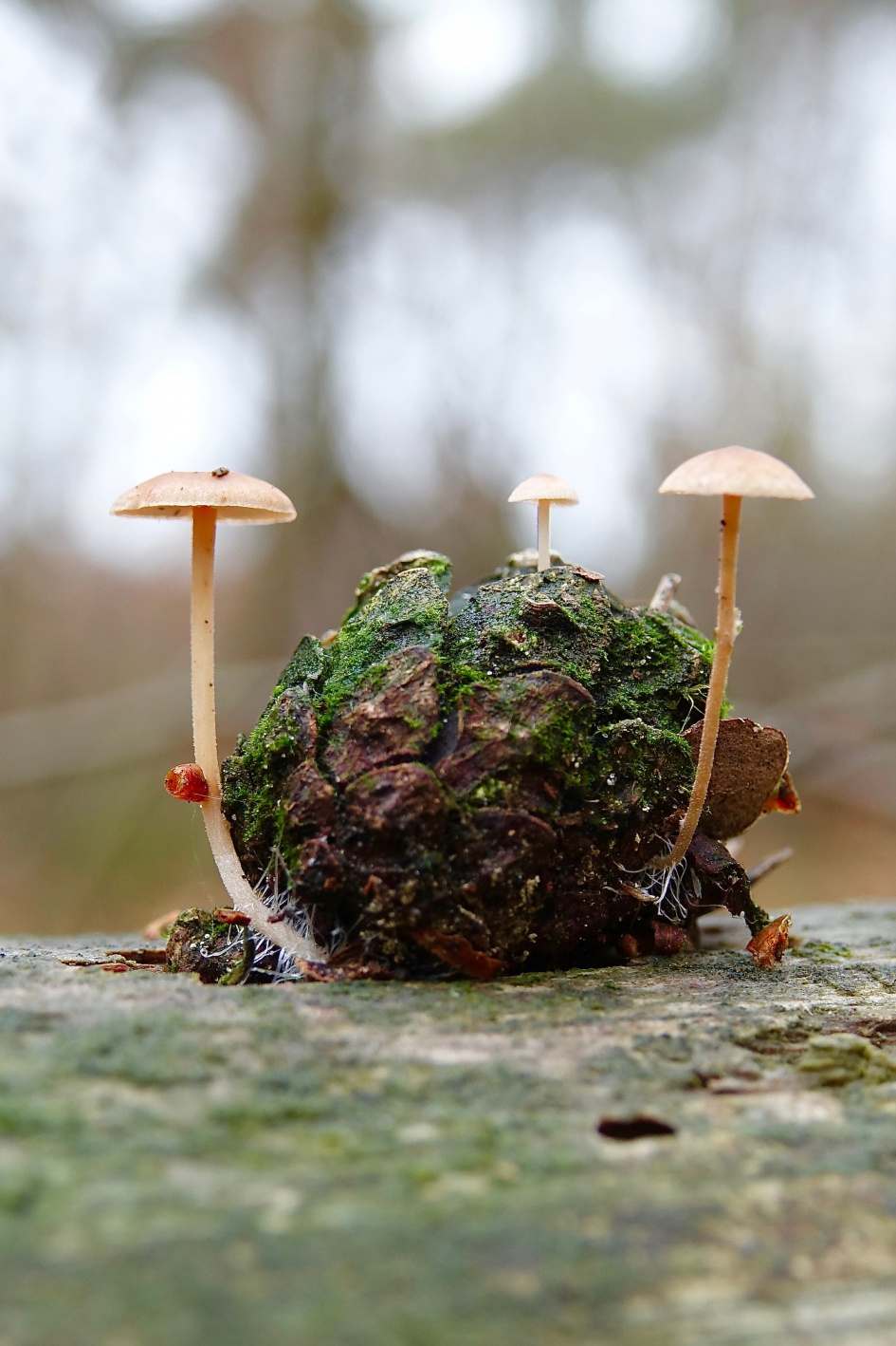 Kegelzwammetjes - Schimmels - Kegelzwam