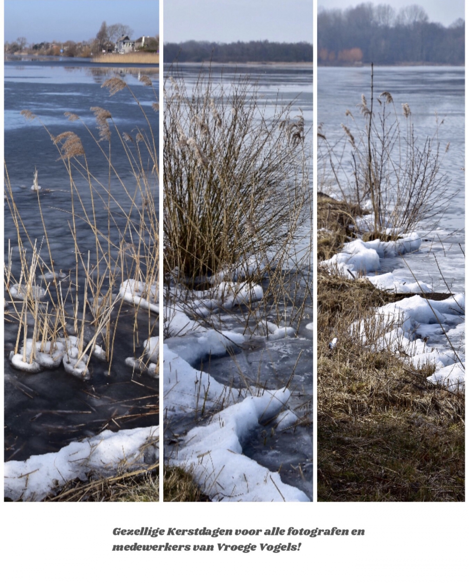 Kerstwens - Planten - 