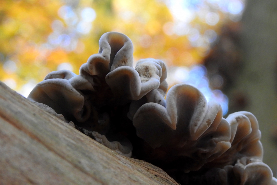 Kieskeurig - Schimmels - Viltig judasoor