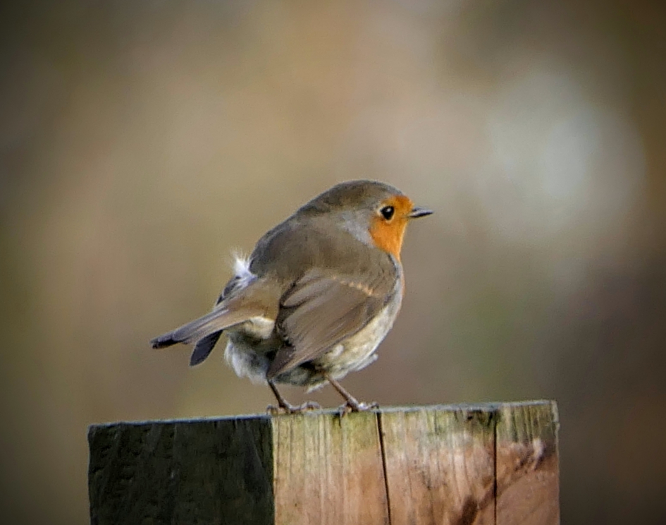 Kijk mij zitten - Vogels - Roodborstje