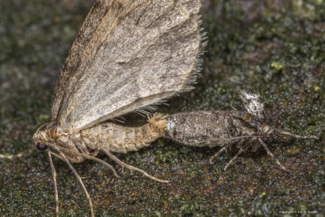 Kleine wintervlinder