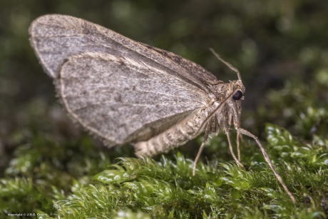 Kleine wintervlinder (Operophtera brumata)