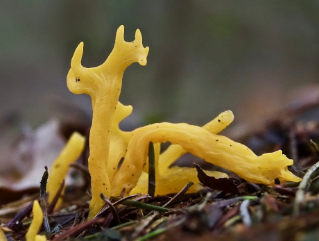 Knalgeel in verder donker sparrenbos