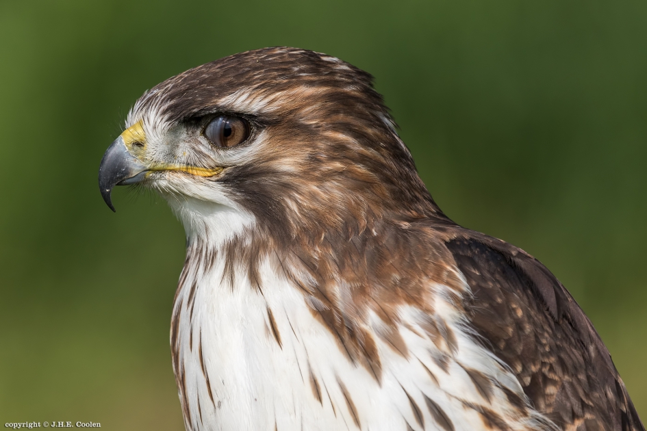 Knipoog - Vogels - Buizerd