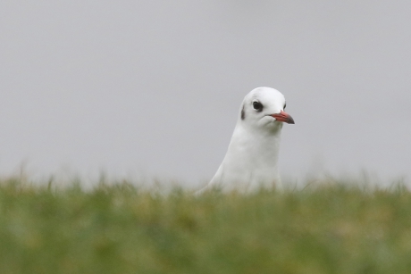 kokmeeuw -winterkleed-