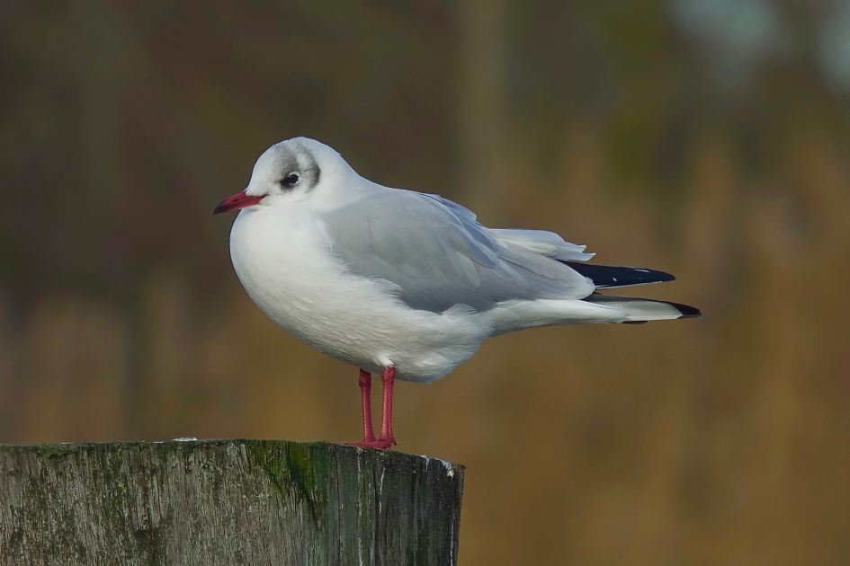 Kokmeeuw - Vogels - Kokmeeuw