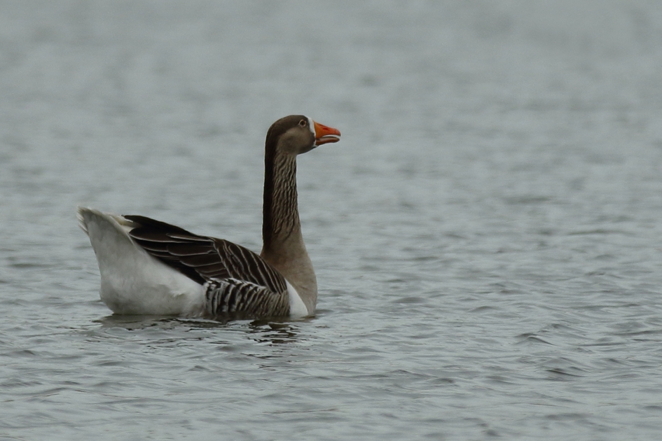 kolgans - Vogels - kolgans