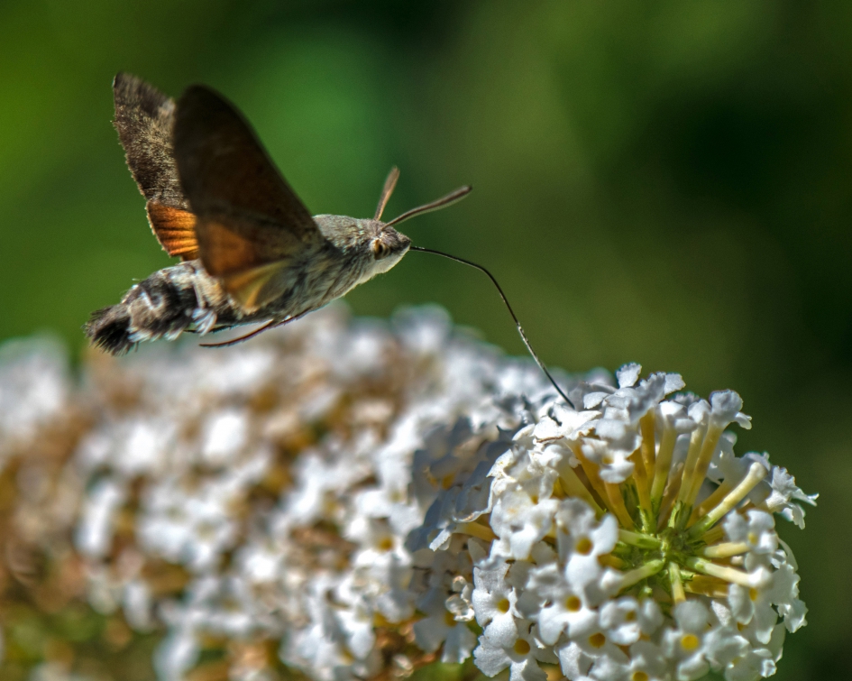 Kolibrievlinder. - Geleedpotigen - Kolibrievlinder.