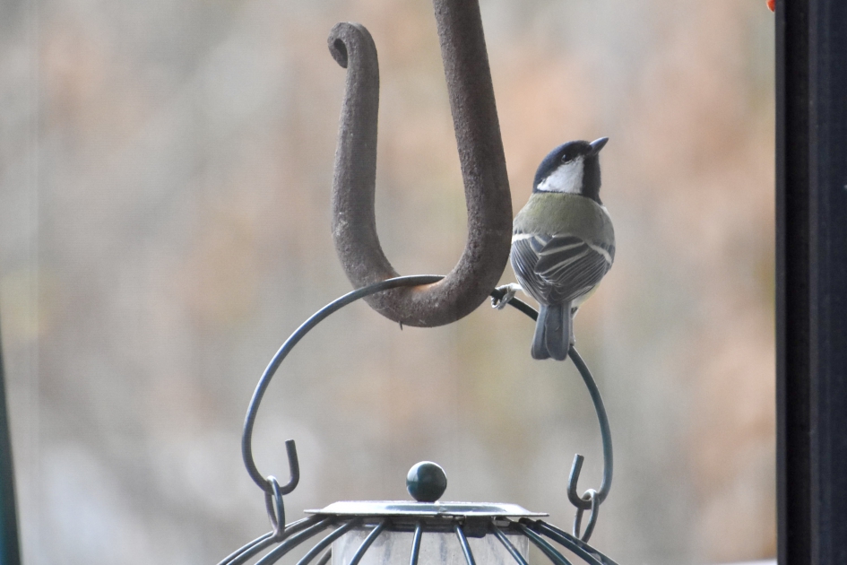 Koolmeesje - Vogels - 