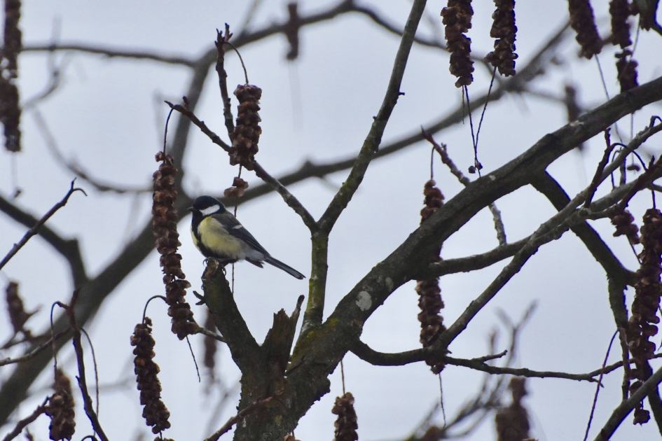 Koolmeesje - Vogels - 