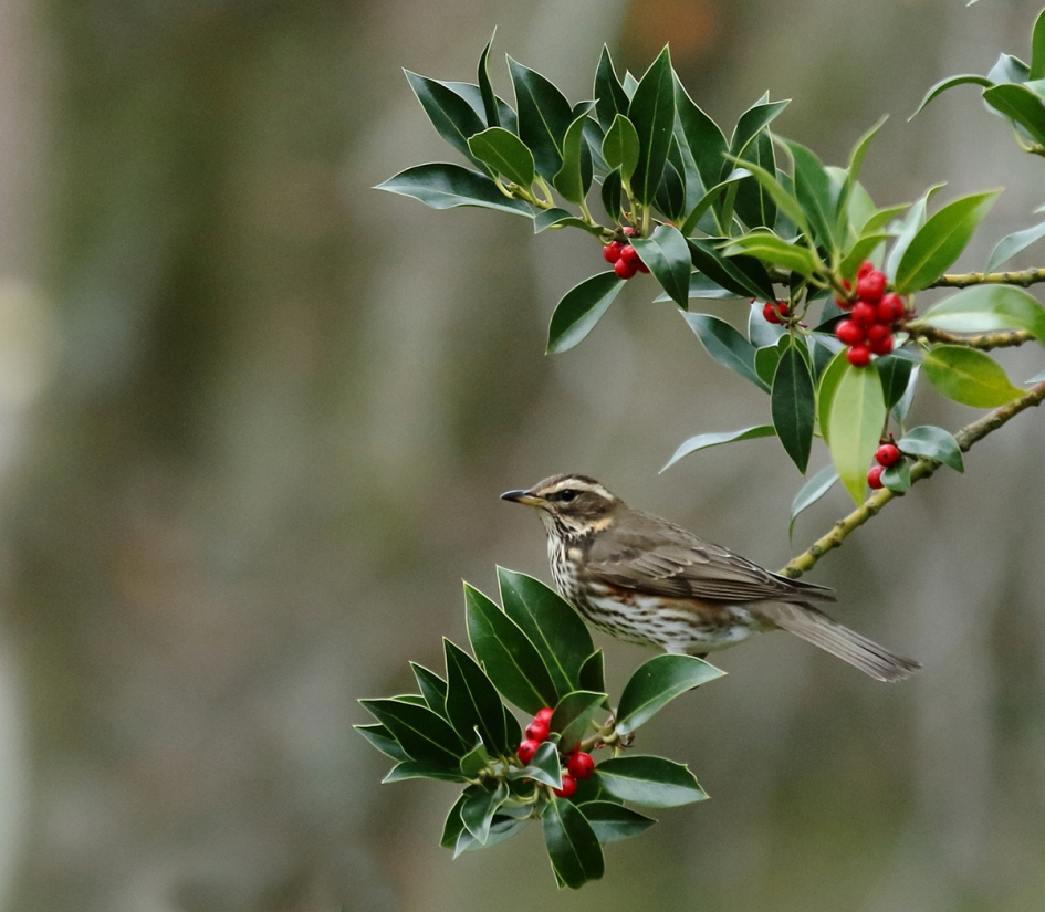 koperwiek - Vogels - koperwiek