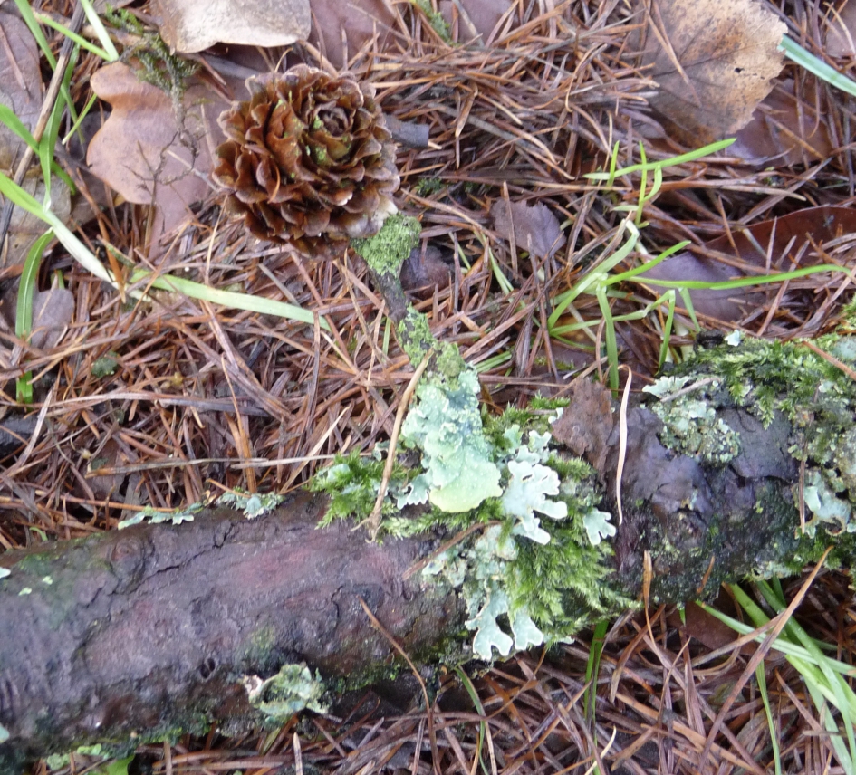 Korstmos - Planten - 