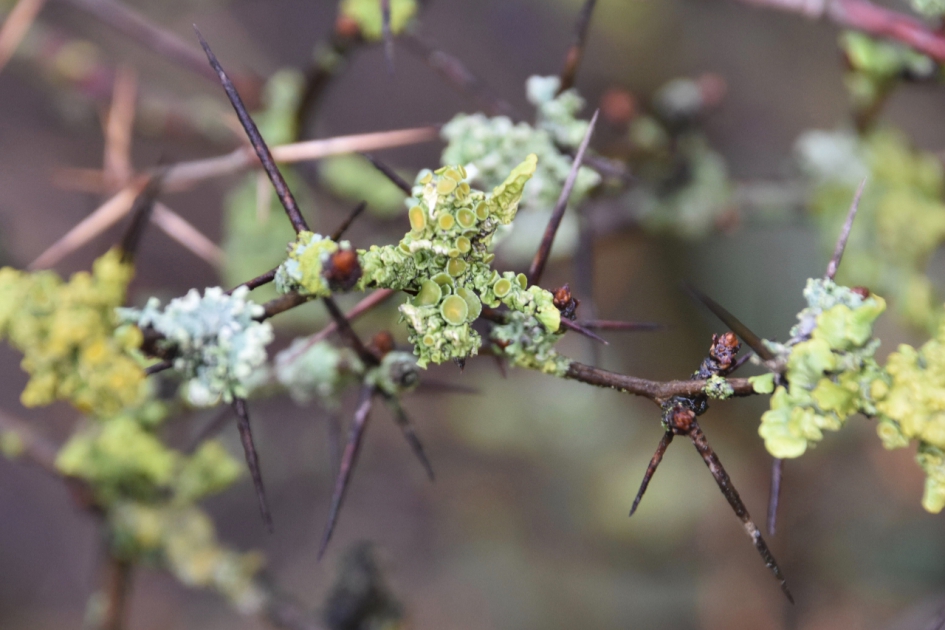Korstmos - Planten - 