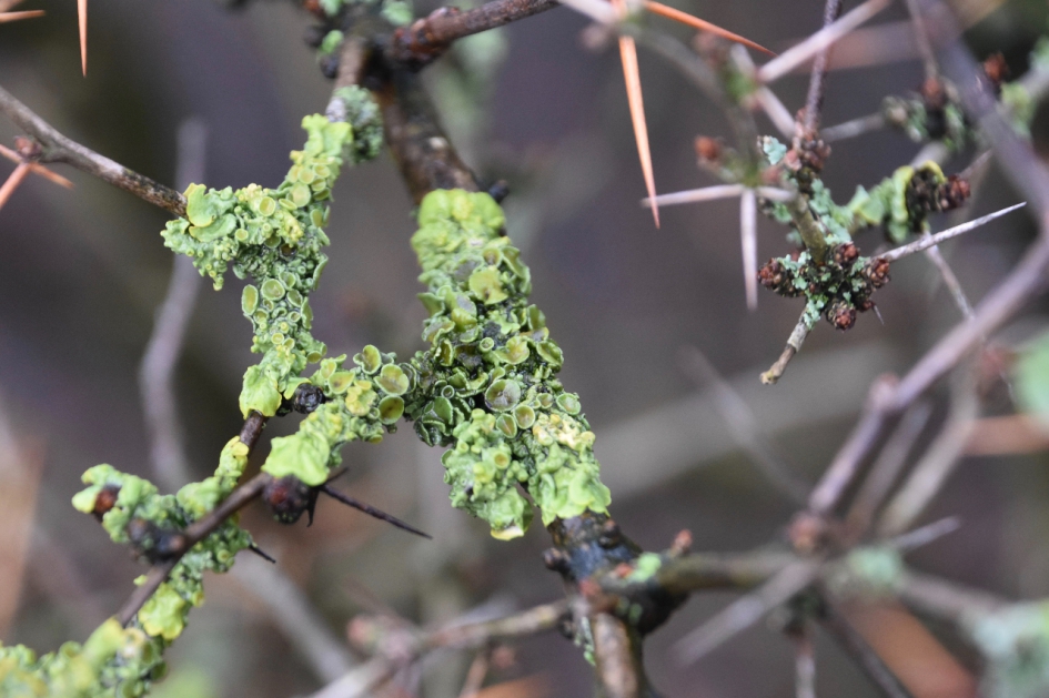 Korstmos - Planten - 