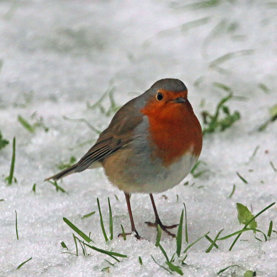 Koude pootjes ? - Vogels - Roodborst