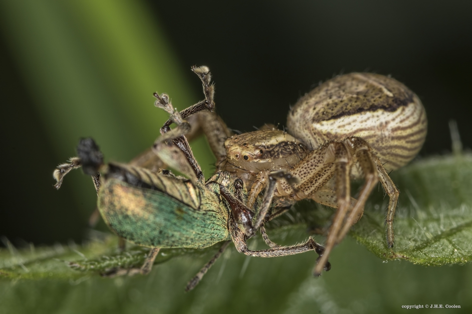 Krabspin met prooi... - Geleedpotigen - Krabspin