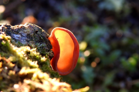 Kun je me horen......