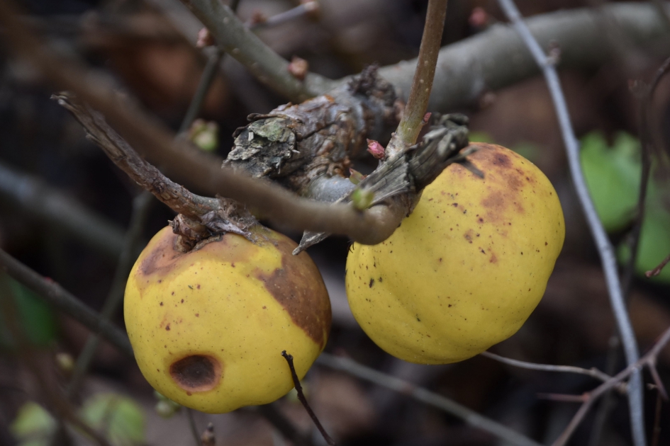 Chaenomeles-appeltjes - Planten - 