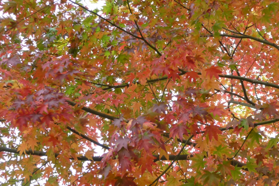Laatste herfstkleuren - Planten - 