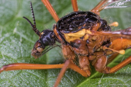 Langpootmug, Ctenophora pectinicornis