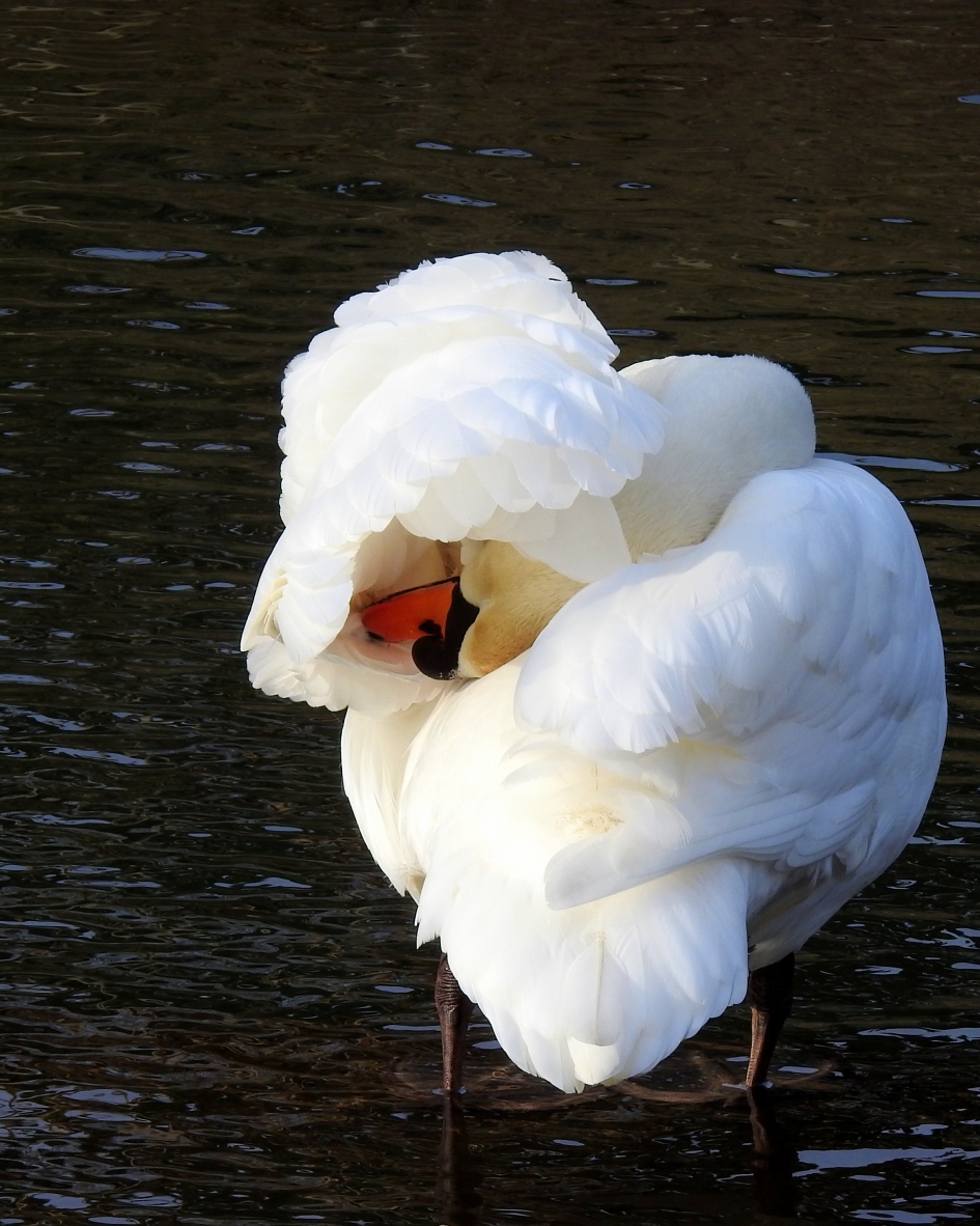 Lastig plekje - Vogels - Knobbelzwaan