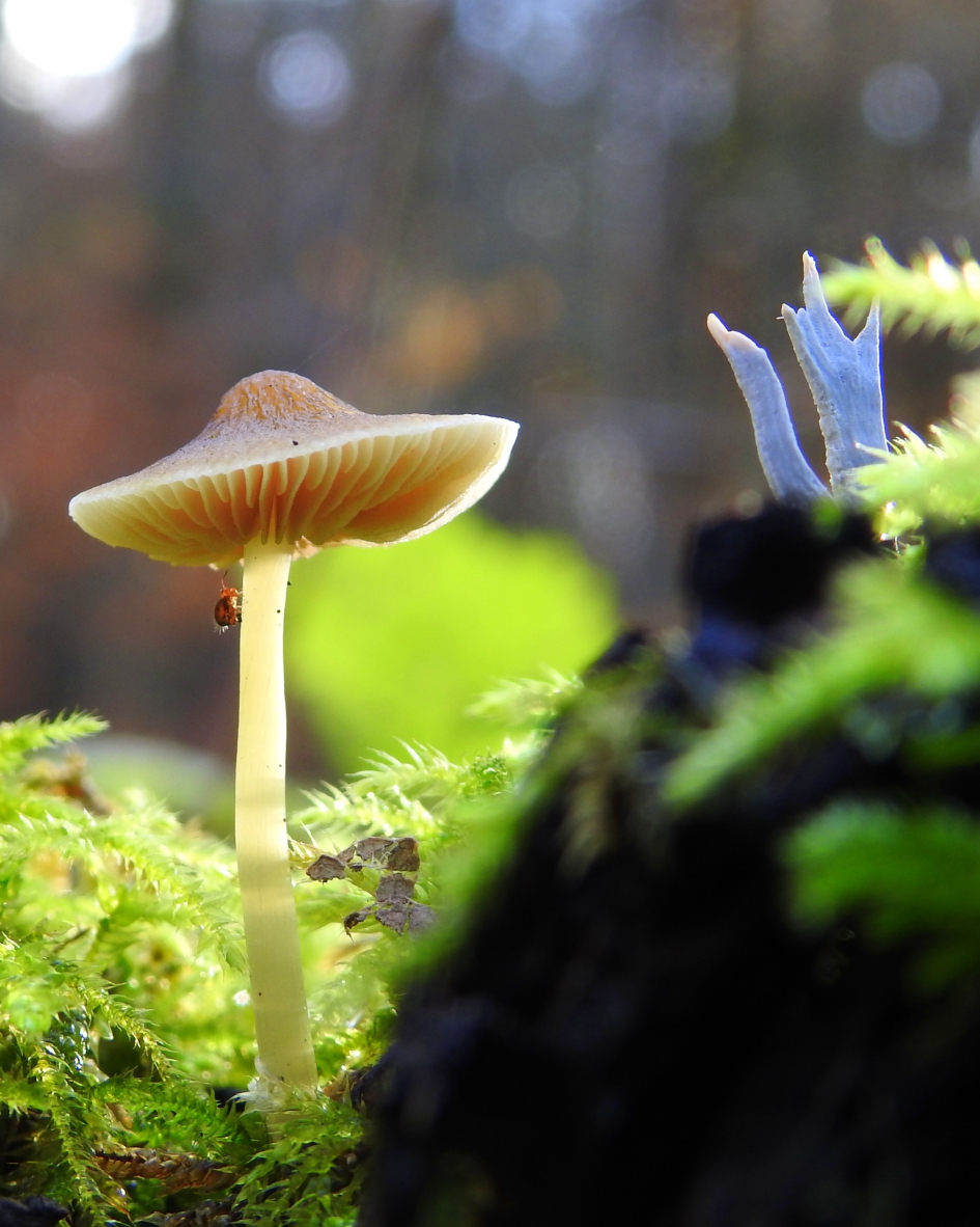 Leven achter de berg - Schimmels - 