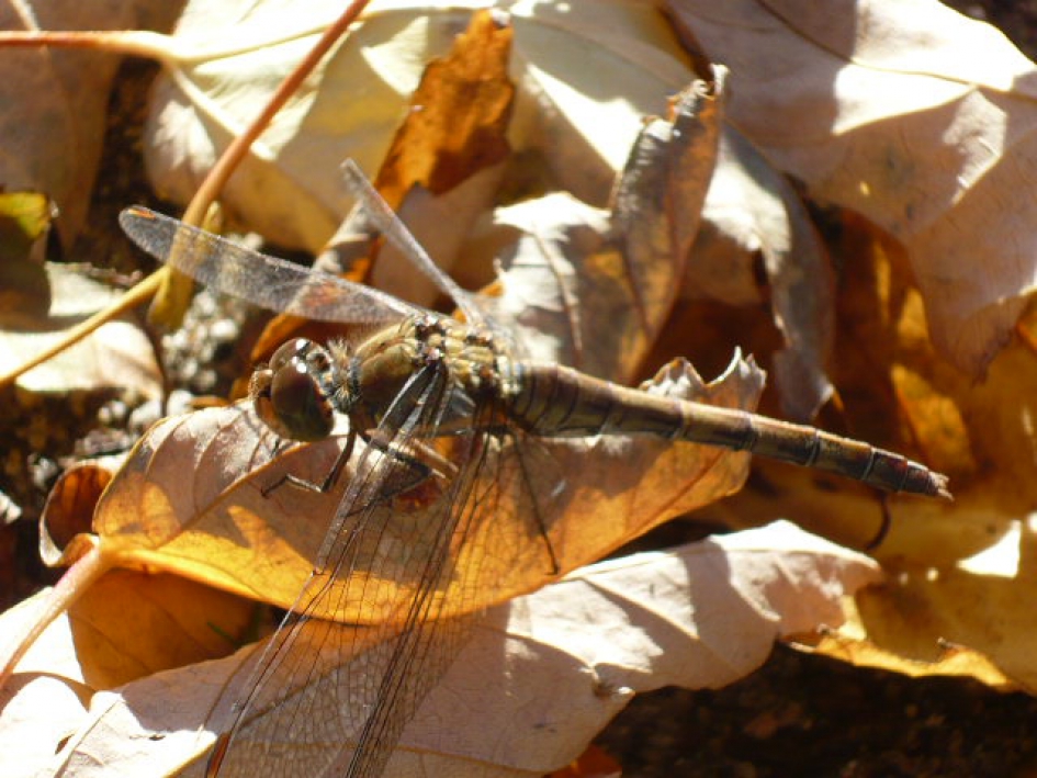 Libelle op herfstblad - Geleedpotigen - 