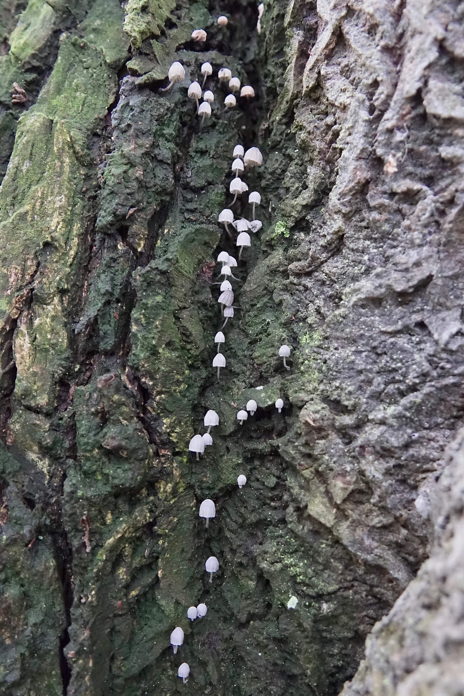 Lichtjesroute - Schimmels - Schorsmycena