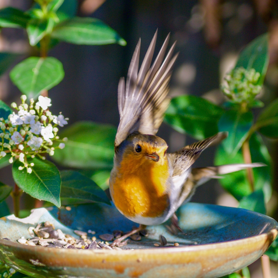 Lief... - Vogels - Roodborstje