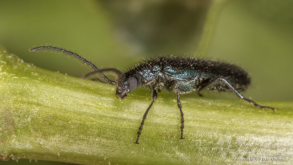 Loodkleurige bloemweekschildkever - Geleedpotigen - Loodkleurige bloemweekschildkever