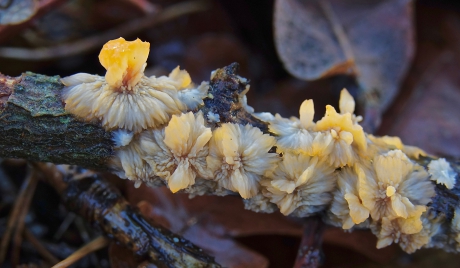 Opruimer van dood loofbomenhout, Oranje Aderzwam