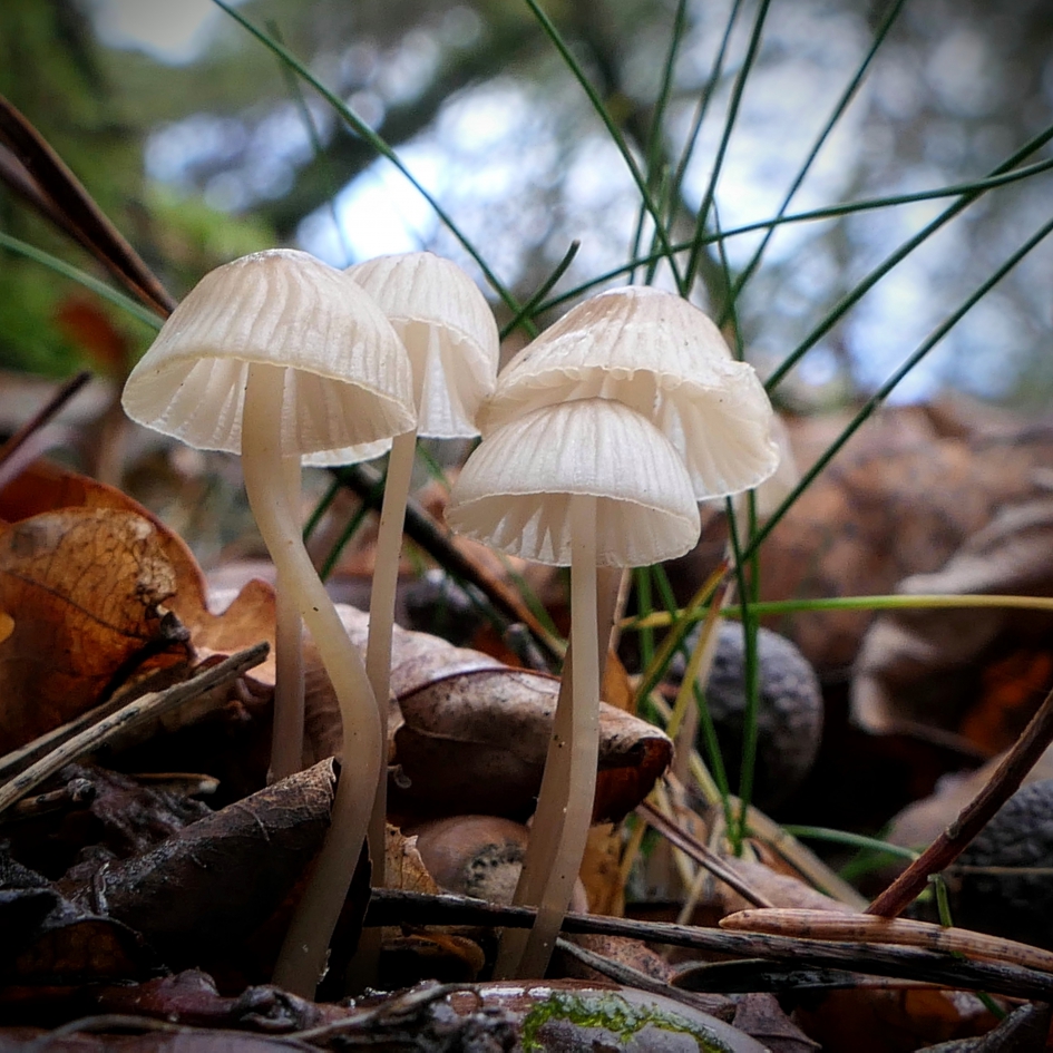 Mag ik een bosje Mycena's? - Schimmels - Paddenstoel