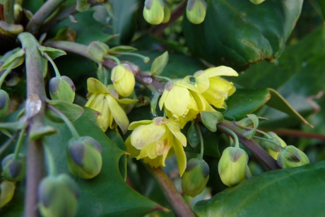 Mahonia