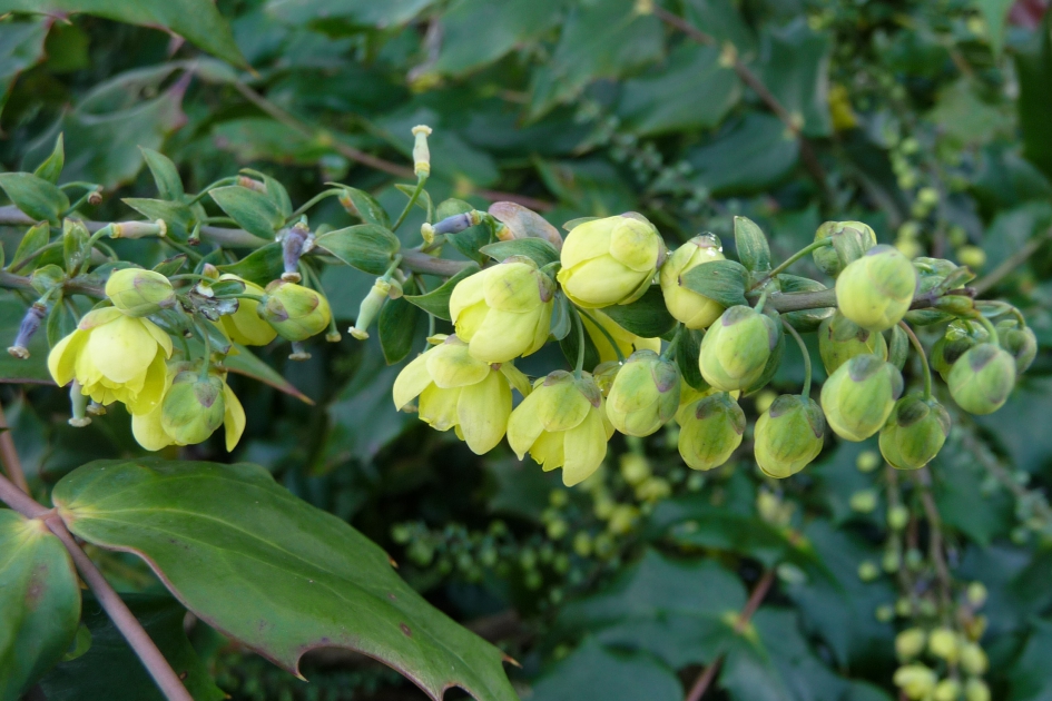 Mahonia - Planten - 