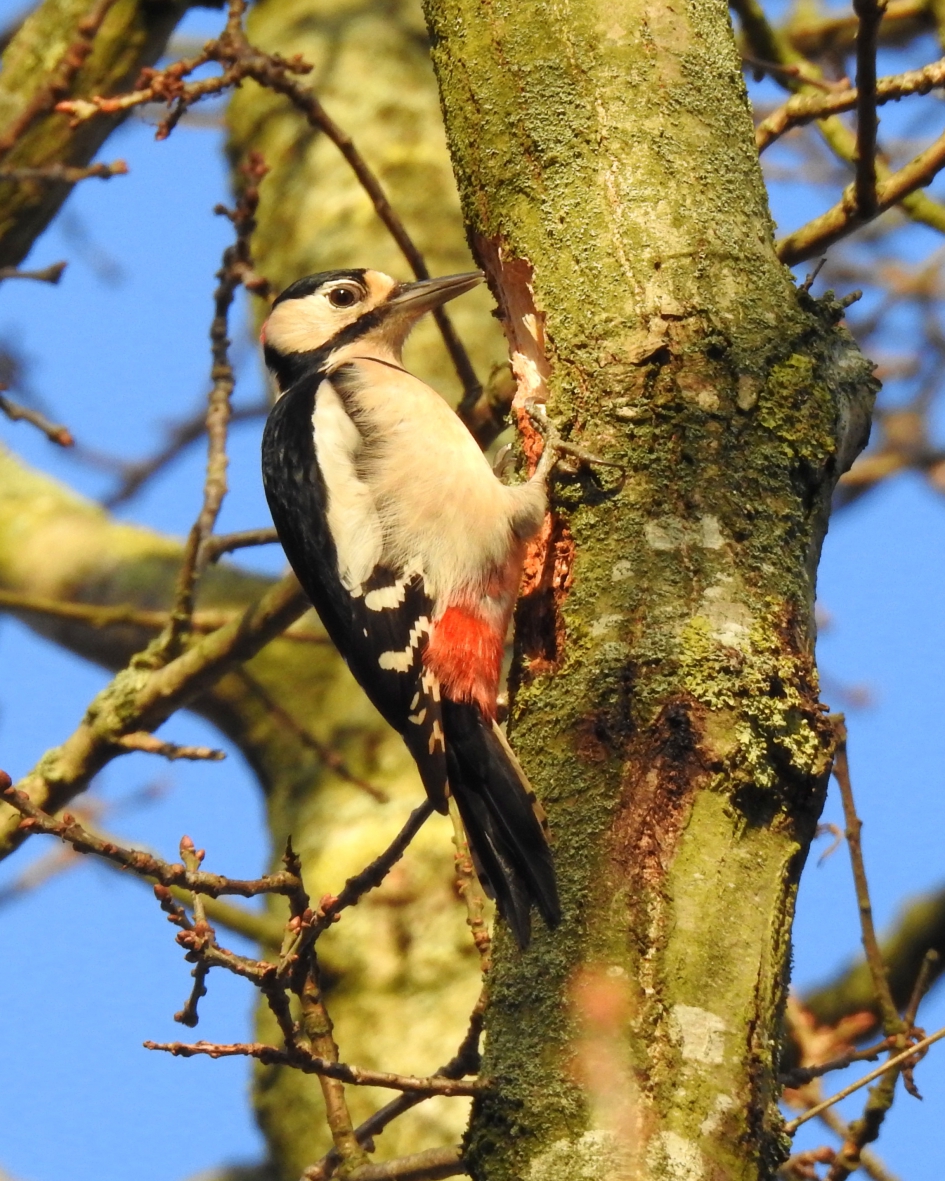 Man at work - Vogels - Grote bonte specht