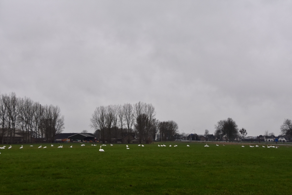 Meer dan 50 zwanen in het land - Vogels - 